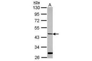 Image no. 1 for anti-Hepsin (HPN) (AA 202-400) antibody (ABIN1498709) (Hepsin Antikörper  (AA 202-400))