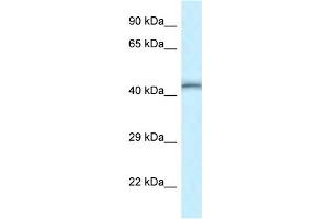 WB Suggested Anti-Tead4 Antibody   Titration: 1.