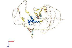 Arx Protein (AA 1-562) (His tag)