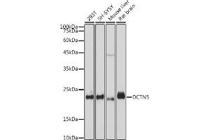 Western blot analysis of extracts of various cell lines, using DCTN5 antibody (ABIN7266852) at 1:1000 dilution. (DCTN5 Antikörper)