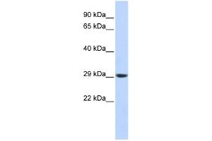 WB Suggested Anti-PSMA3 Antibody Titration: 0. (PSMA3 Antikörper  (Middle Region))