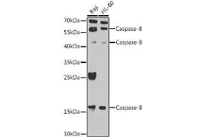 Caspase 8 anticorps  (AA 1-479)