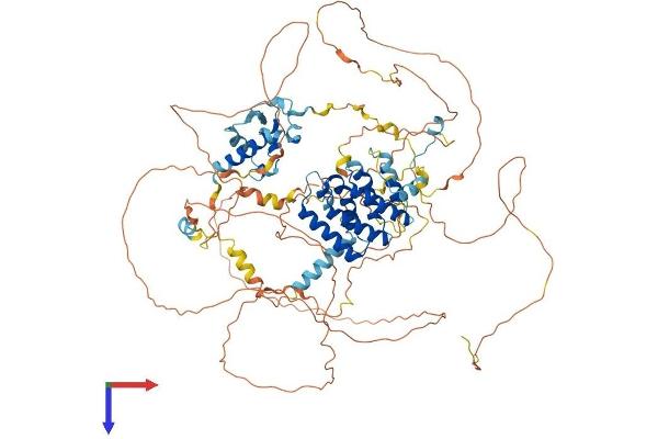 LARP1B Protein (AA 1-914) (His tag)