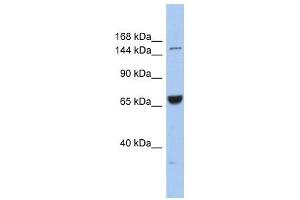 KIF15 antibody used at 1 ug/ml to detect target protein.