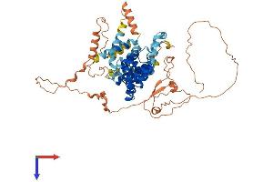 TBC1D3C Protein (AA 1-549) (His tag)