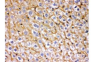 Anti- SOD3 Picoband antibody,IHC(P) IHC(P): Mouse Liver Tissue (SOD3 Antikörper  (N-Term))
