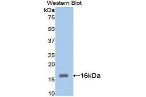 Western Blotting (WB) image for anti-Ribonuclease, RNase A Family, 12 (Non-Active) (RNASE12) (AA 21-147) antibody (ABIN1171882) (RNASE12 Antikörper  (AA 21-147))