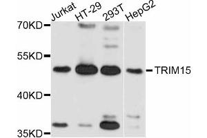 Western blot analysis of extracts of various cell lines, using TRIM15 antibody (ABIN5999102) at 1:3000 dilution. (TRIM15 Antikörper)