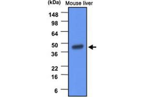Western blot analysis of mouse liver extracts (20 ug) were resolved by SDS - PAGE , transferred to PVDF membrane and probed with BHMT monoclonal antibody , clone 3D6 (1 : 1000) . (BHMT Antikörper)