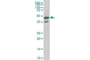 MRPS27 monoclonal antibody (M14A), clone 3G8 Western Blot analysis of MRPS27 expression in A-431 . (MRPS27 Antikörper  (AA 51-168))