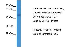 WB Suggested Anti-ADRA1B  Antibody Titration: 0. (ADRA1B Antikörper  (N-Term))