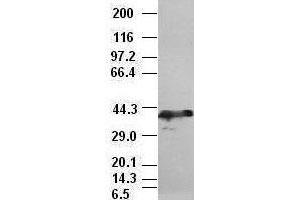 Sox17 antibody (3B10) at 1:10000 dilution, (2F9, 3H5) at 1:5000 dilution + Lysate from HEK-293T cells transfected with human Sox17 expression vector (SOX17 Antikörper  (AA 177-414))