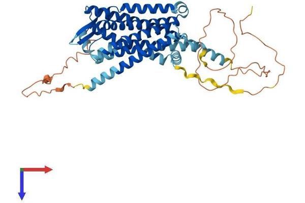 CCKBR Protein (AA 1-453) (His tag)