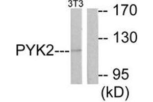 Western blot analysis of extracts from NIH-3T3 cells, treated with Serum 20% 30', using PYK2 (Ab-881) Antibody. (PTK2B Antikörper  (AA 847-896))