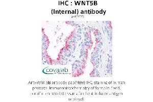 Image no. 1 for anti-Wingless-Type MMTV Integration Site Family, Member 5B (WNT5B) (Internal Region) antibody (ABIN1740831) (WNT5B Antikörper  (Internal Region))