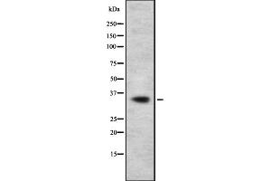Western blot analysis OR11A1 using 293 whole cell lysates (OR11A1 Antikörper)