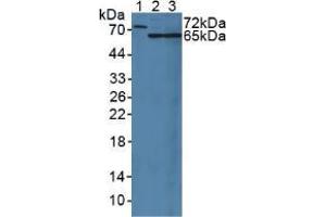 Western blot analysis of (1) Rat Serum, (2) Rat Liver Tissue and (3) Rat Kidney Tissue. (MUC20 Antikörper  (AA 113-347))