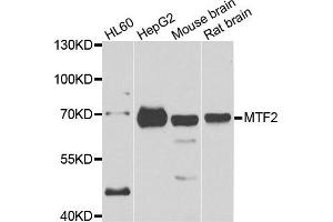 Western blot analysis of extracts of various cell lines, using MTF2 antibody. (MTF2 Antikörper)