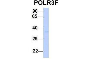 Host:  Rabbit  Target Name:  POLR3F  Sample Type:  Human 293T  Antibody Dilution:  1. (POLR3F Antikörper  (Middle Region))