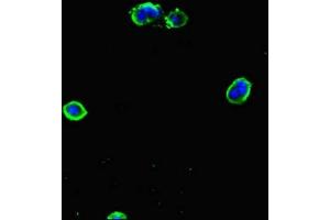 Immunofluorescent analysis of MCF-7 cells using ABIN7154168 at dilution of 1:100 and Alexa Fluor 488-congugated AffiniPure Goat Anti-Rabbit IgG(H+L) (PGP Antikörper  (AA 140-300))