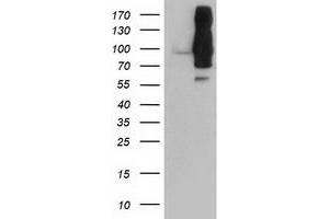 Western Blotting (WB) image for anti-Dipeptidyl-Peptidase 9 (DPP9) antibody (ABIN1497899) (DPP9 Antikörper)