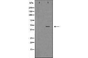 Western blot analysis of 293T  lysate using BHMT antibody. (BHMT Antikörper  (C-Term))
