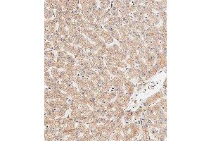 Immunohistochemical analysis of paraffin-embedded human liver tissue using (ABIN656416 and ABIN2845709) performed on the Leica® BOND RXm. (APG8b (AA 9-33), (N-Term) Antikörper)