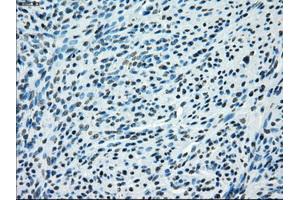 Immunohistochemical staining of paraffin-embedded pancreas tissue using anti-KDM4C mouse monoclonal antibody. (KDM4C Antikörper)