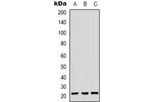 Western blot analysis of HP1 gamma expression in HepG2 (A), HEK293T (B), Hela (C) whole cell lysates.