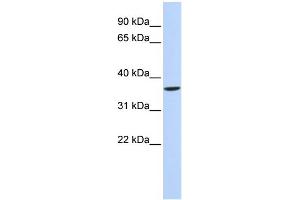 WB Suggested Anti-SHOX2 Antibody Titration: 0.