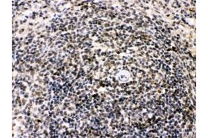 IHC testing of FFPE rat spleen with BIK antibody.