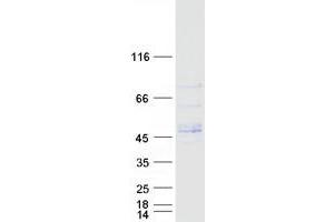 Validation with Western Blot (LRRC42 Protein (Myc-DYKDDDDK Tag))