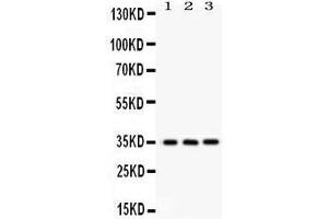 Anti- NMI Picoband antibody, Western blotting All lanes: Anti NMI  at 0. (NMI Antikörper  (AA 2-307))