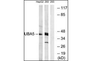 Western blot analysis of extracts from HepG2/293 cells, using UBA5 Antibody. (UBA5 Antikörper  (C-Term))
