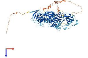 PKC gamma Protein (AA 1-697) (His tag)