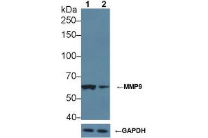 Western blot analysis of (1) Wild-type Jurkat cell lysate, and (2) MMP9 knockout Jurkat cell lysate, using Rabbit Anti-Rat MMP9 Antibody (2 µg/ml) and HRP-conjugated Goat Anti-Mouse antibody (abx400001, 0. (MMP 9 Antikörper  (AA 226-391))