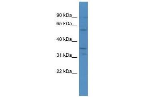 CA5A antibody used at 0.