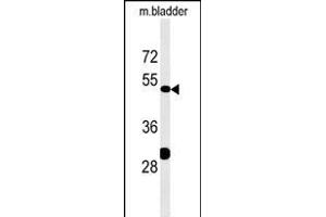 KLC3 Antibody (Center) (ABIN651542 and ABIN2840291) western blot analysis in mouse bladder tissue lysates (35 μg/lane).