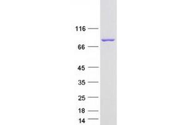 CAPN12 Protein (Myc-DYKDDDDK Tag)