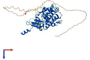 CDK8 Protein (AA 1-464) (His tag)