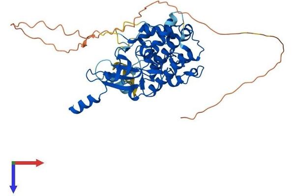 CDK8 Protein (AA 1-464) (His tag)