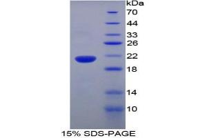 SDS-PAGE analysis of Rat Ubiquitin D Protein. (UBD Protein)