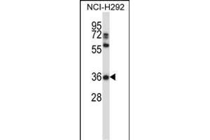 NSA Antibody (C-term) 13772b western blot analysis in NCI- cell line lysates (35 μg/lane). (NAPSA Antikörper  (C-Term))