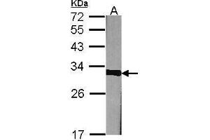 WB Image Sample (30 ug of whole cell lysate) A:NIH-3T3 12% SDS PAGE antibody diluted at 1:1000 (Prohibitin Antikörper)