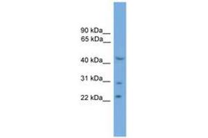 Image no. 1 for anti-MOK Protein Kinase (MOK) (AA 251-300) antibody (ABIN6746468) (MOK Antikörper  (AA 251-300))