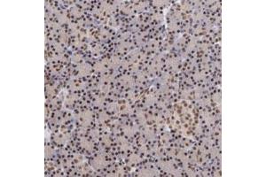 Immunohistochemical staining of human pancreas with TERF2 polyclonal antibody  shows strong nuclear positivity in exocrine glandular cells. (TRF2 Antikörper)