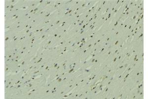 ABIN6272782 at 1/100 staining Mouse muscle tissue by IHC-P. (ARNTL Antikörper  (Internal Region))