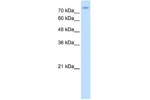 WB Suggested Anti-SLC20A2 Antibody Titration:  0. (SLC20A2 Antikörper  (N-Term))