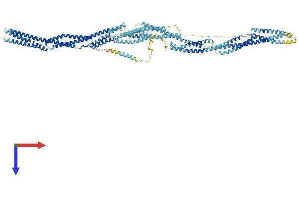 Nesprin3 Protein (AA 1-975) (His tag)
