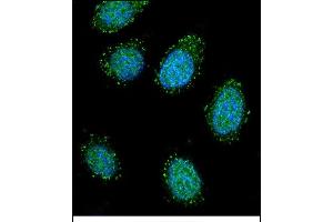 Confocal immunofluorescent analysis of DTNA Antibody (C-term) (ABIN656504 and ABIN2845776) with 293 cell followed by Alexa Fluor 488-conjugated goat anti-rabbit lgG (green). (DTNA Antikörper  (C-Term))